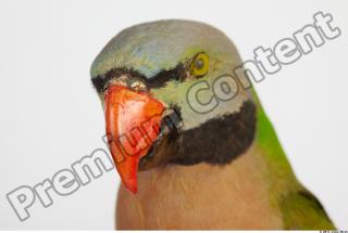 Parrot Psittacula alexandri 0013
